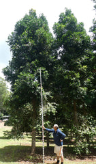 AGATHIS robusta (Queensland Kauri Pine)