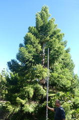 ARAUCARIA cunninghamii  (Hoop Pine)