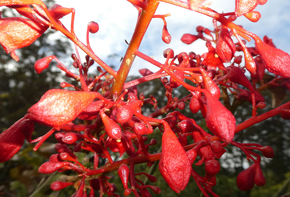 BRACHYCHITON acerifolius x bidwillii ‘Red Robin’ grafted  - Flowers