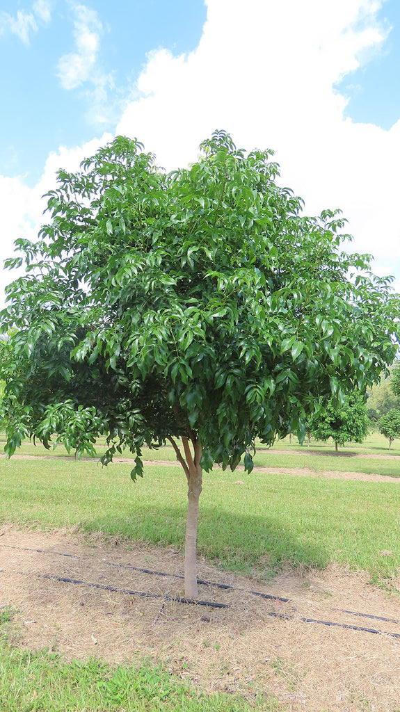 DIPLOGLOTTIS campbellii (Small Leafed Tamarind)