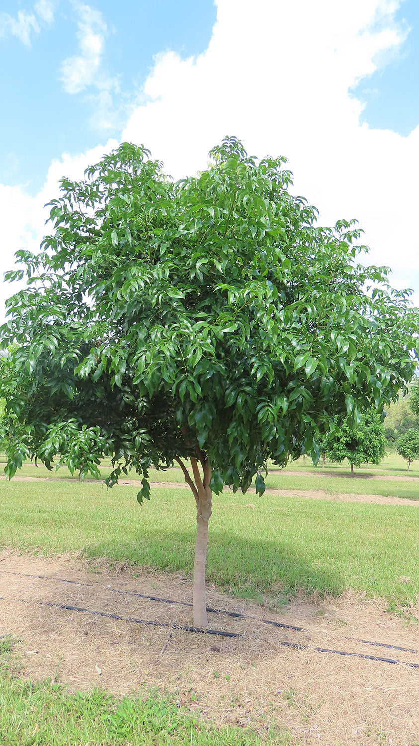 Native Tamarind DIPLOGLOTTIS campbellii (Small Leafed Tamarind) – Emaho Trees