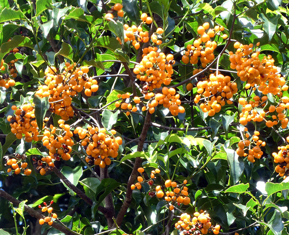 EMMENOSPERMA alphitonioides (Yellow Ash) - Berries