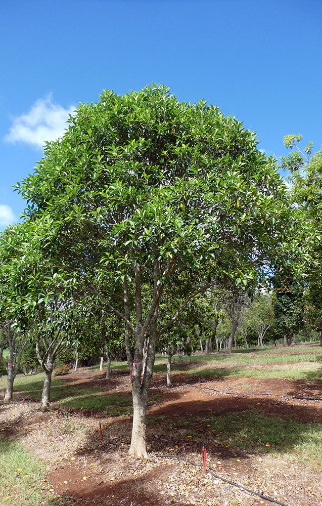 FICUS rubiginosa (Port Jackson Fig) - Australian Native Tree – Emaho Trees