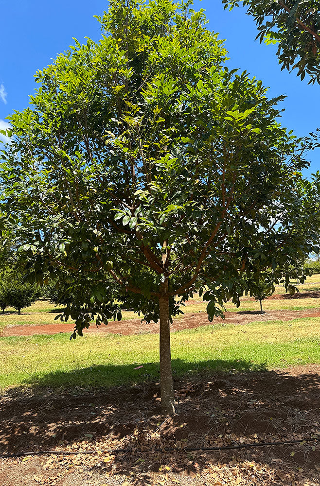 FLINDERSIA australis (Crow’s Ash, Australian Teak) – Emaho Trees