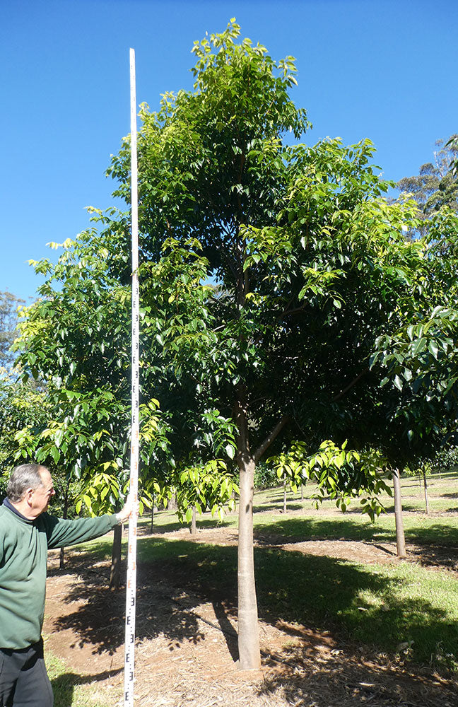 Flindersia pimenteliana (Maple or Rose Silkwood)