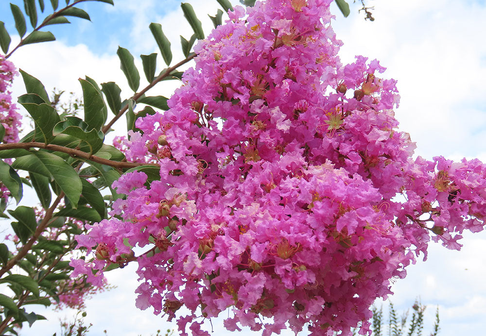 LAGERSTROEMIA indica x fauriei Lipan (Crepe Myrtle Lipan)