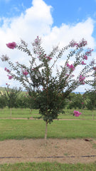 LAGERSTROEMIA indica x fauriei Lipan (Crepe Myrtle Lipan)