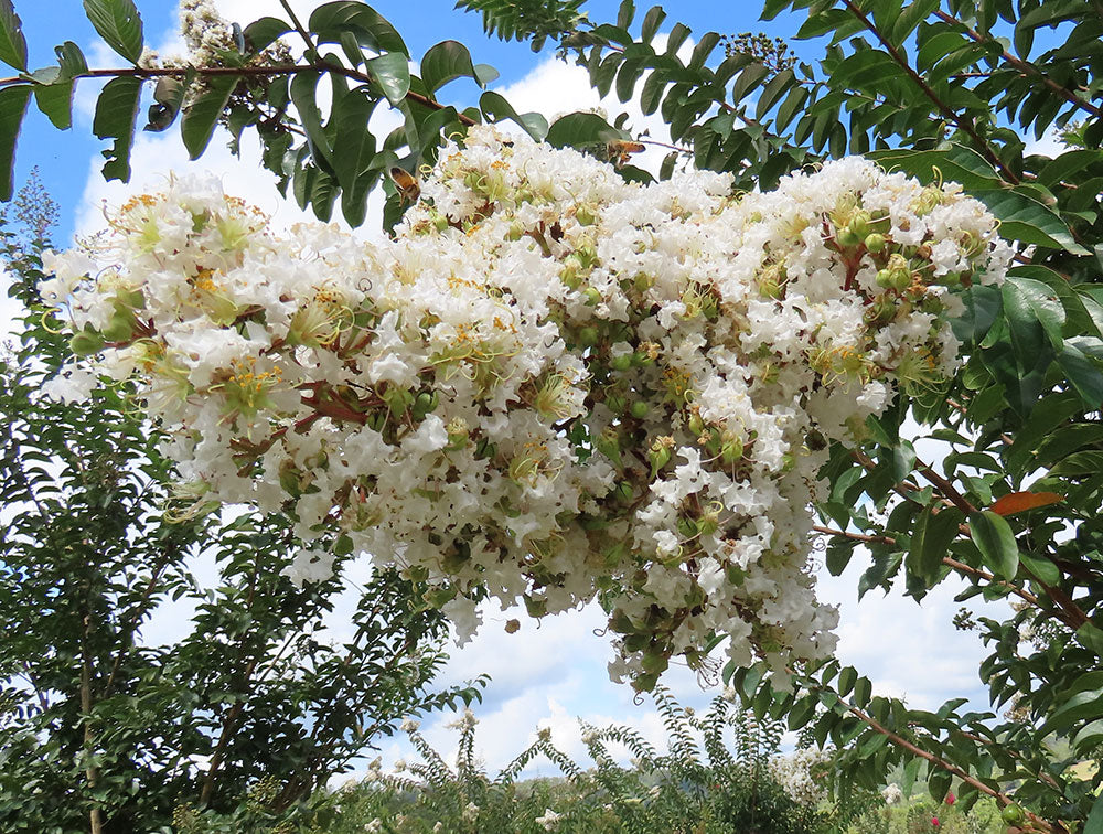 LAGERSTROEMIA indica x fauriei Natchez (Crepe Myrtle Natchez)