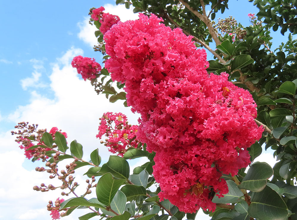 LAGERSTROEMIA indica x fauriei Tuscarora (Crepe Myrtle Tuscarora)