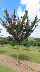 LAGERSTROEMIA indica x fauriei Tuscarora (Crepe Myrtle Tuscarora)