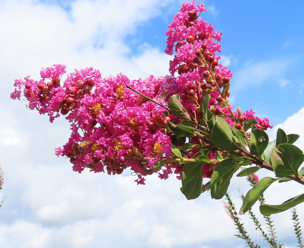 LAGERSTROEMIA indica x fauriei Zuni (Crepe Myrtle Zuni)