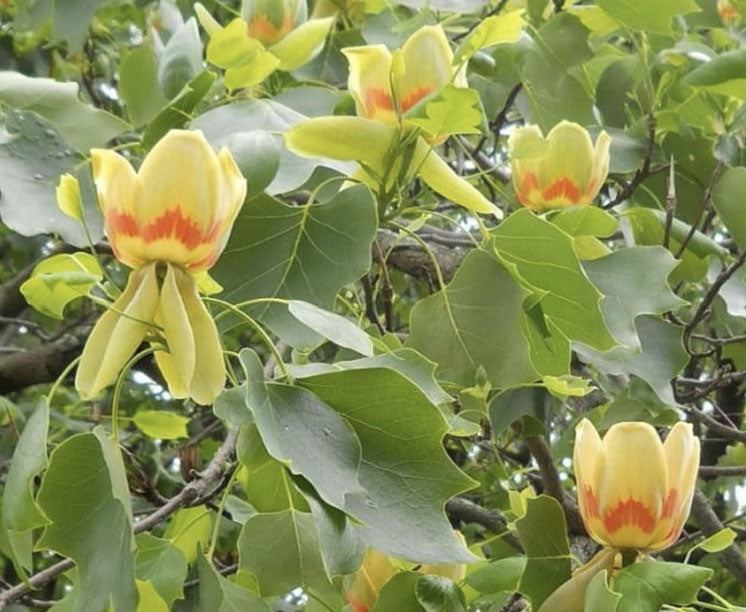 LIRIODENDRON tulipifera (Tulip Tree)