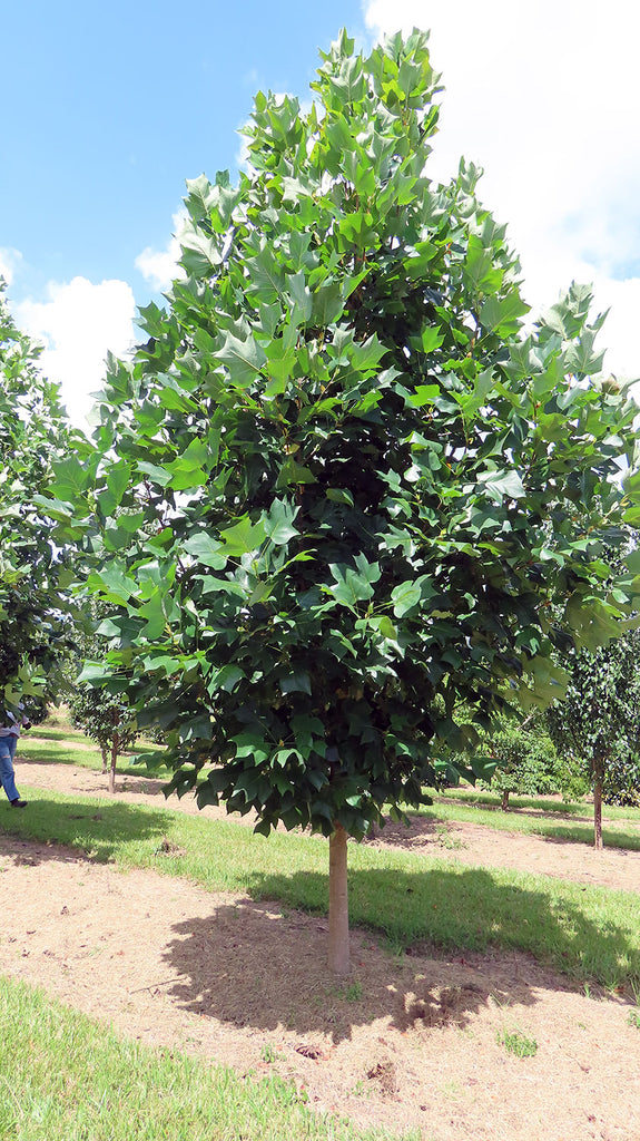 LIRIODENDRON tulipifera (Tulip Tree)