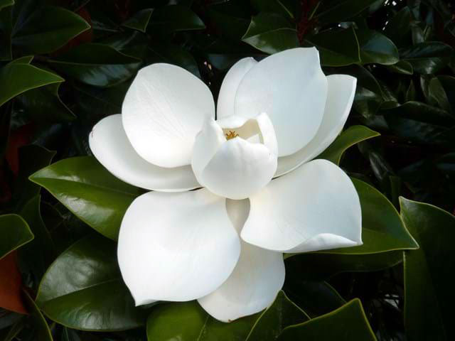 MAGNOLIA grandiflora ‘Coolwyn Gloss’ PBR - Flowers