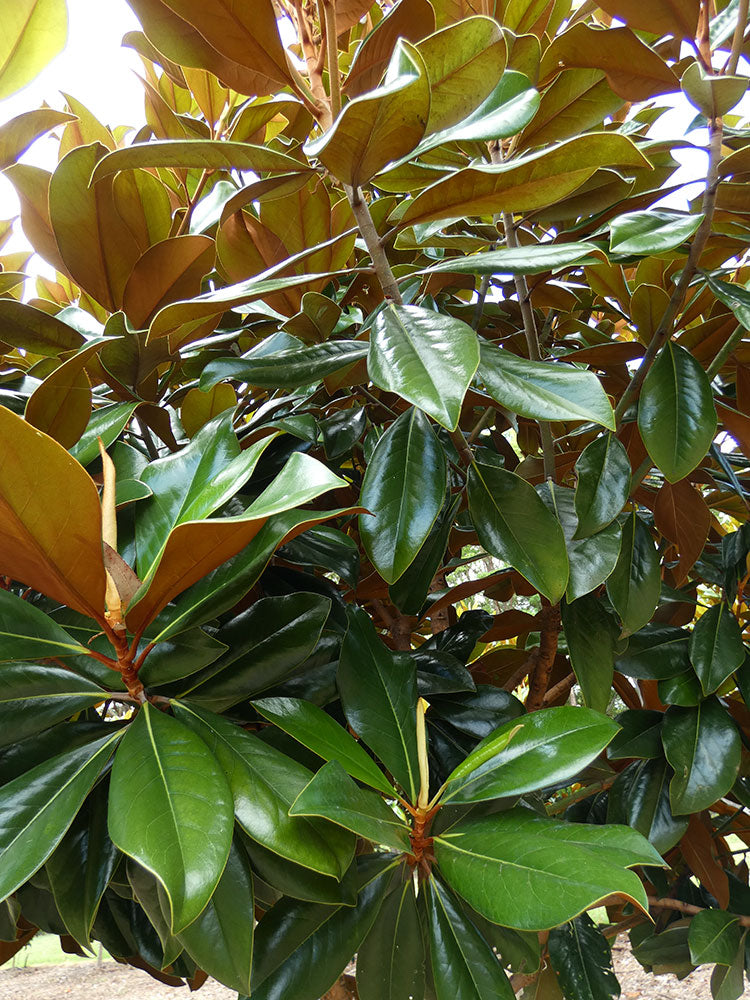 MAGNOLIA grandiflora ‘Coolwyn Gloss’ PBR - Leaves