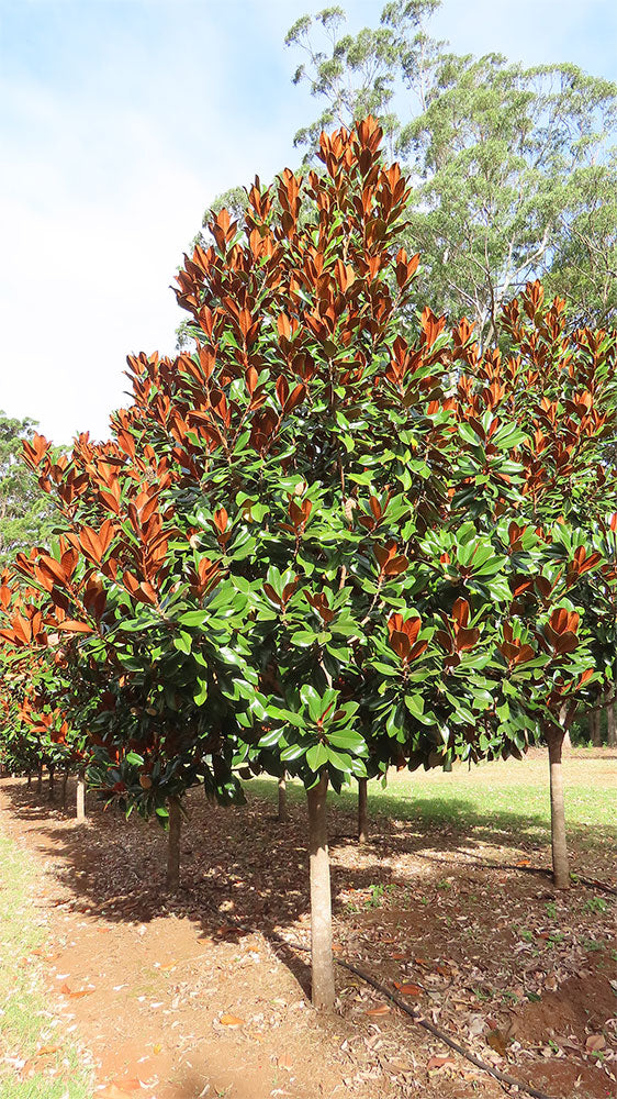 MAGNOLIA grandiflora ‘Coolwyn Gloss’ PBR