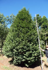 PRUMNOPITYS ladei (Mt. Spurgeon Black Pine)
