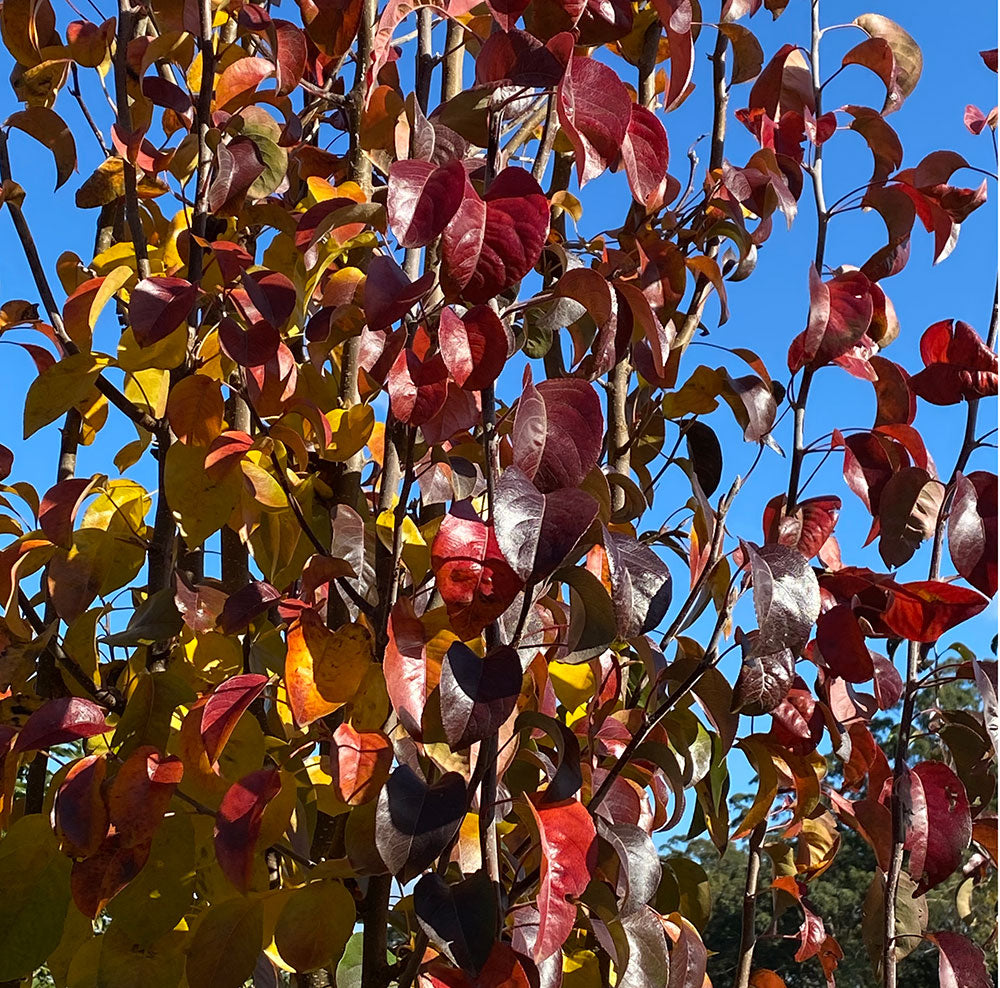 PYRUS calleryana x betulifolia Edgedell or Edgewood (Edgedell or Edgewood Pear)