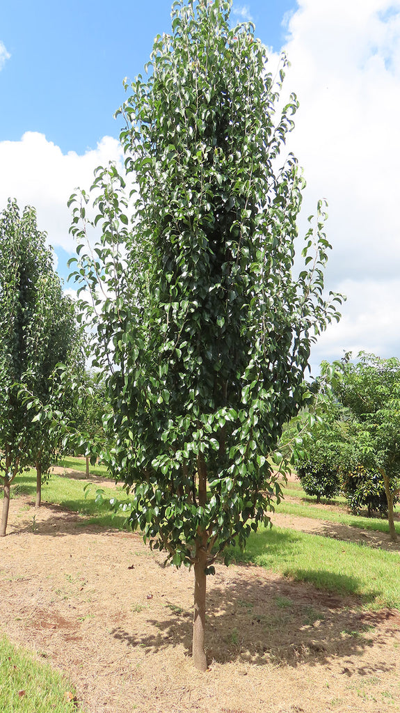 PYRUS calleryana x betulifolia Edgedell or Edgewood (Edgedell or Edgewood Pear)