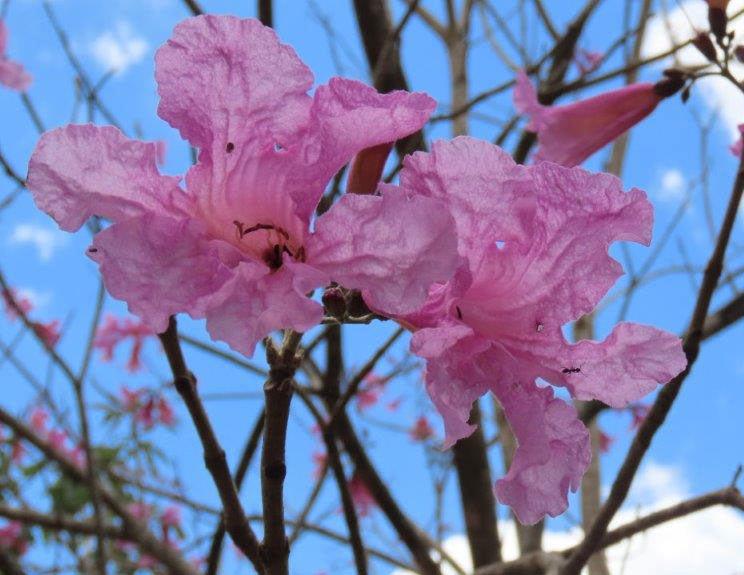 TABEBUIA palmerii (Pink Trumpet Tree)