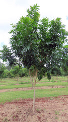 TABEBUIA palmerii (Pink Trumpet Tree)