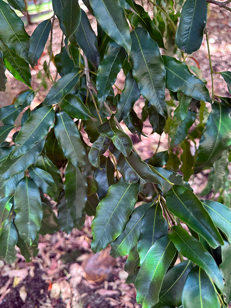 WATERHOUSIA floribunda ‘Green Avenue’ - Leaves