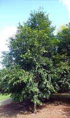 WATERHOUSIA floribunda (Weeping Lilly Pilly) - Australian Native Tree ...