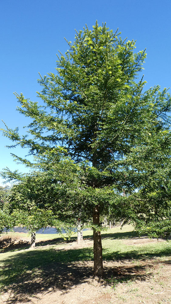 ARAUCARIA bidwilli (Bunya Pine)