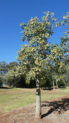 BRACHYCHITON australis (Broad Leaved Bottle Tree)
