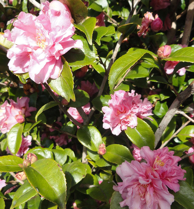 CAMELLIA-hybrid-Fragrant-Pink-