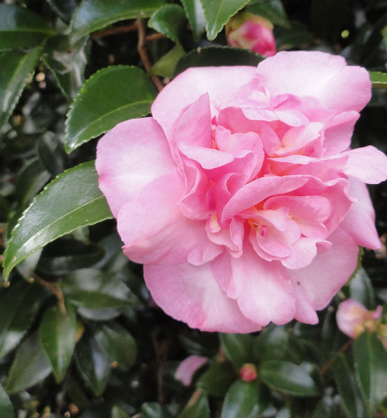 CAMELLIA sasanqua Paradise Hilda – Emaho Trees