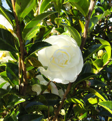 CAMELLIA sasanqua Paradise Pearl