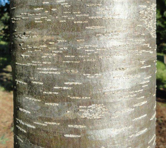 Flindersia pimenteliana (Maple or Rose Silkwood)