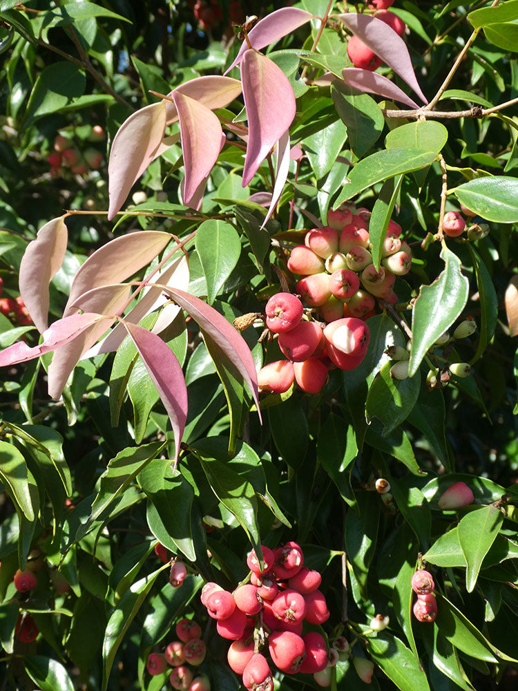 SYZYGIUM luehmannii  (Small Leaved Lilly Pilly/Riberry) - Berries