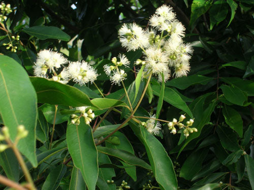 WATERHOUSIA floribunda (Weeping Lilly Pilly) - Flowers